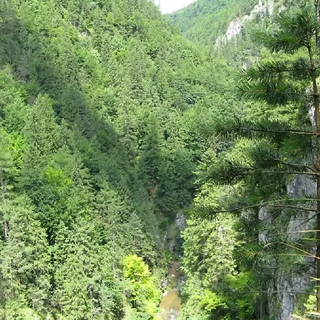 Drevenica Mak